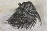 Bargain, Acanthopyge (Lobopyge) Trilobite - Issoumour, Morocco #154682-6